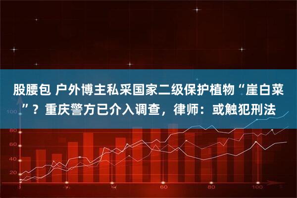 股腰包 户外博主私采国家二级保护植物“崖白菜”？重庆警方已介入调查，律师：或触犯刑法